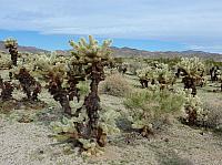 joshua tree national park (14).JPG